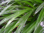 IMGP2734.jpg