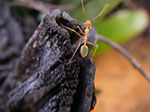 Photos