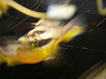 IMGP2988.jpg