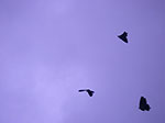 IMGP3267.jpg