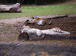 IMGP3611.jpg