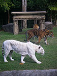IMGP3709.jpg