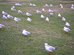 IMGP4006.jpg
