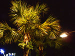 IMGP4317.jpg