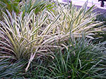 IMGP4466.jpg