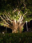 IMGP4747.jpg