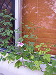 IMGP4887.jpg