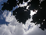 IMGP5139.jpg