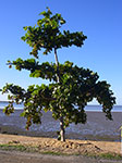 IMGP5919.jpg
