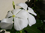IMGP6295.jpg