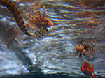 0039-IMGP0519.jpg