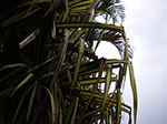 IMGP1375.jpg