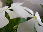 IMGP1409.jpg