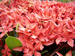 IMGP2912.jpg