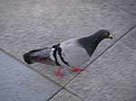 IMGP3134.jpg