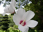 IMGP3523.jpg