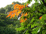 IMGP3535.jpg
