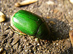 IMGP3621.jpg