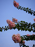 IMGP3636.jpg