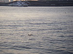 IMGP3984.jpg