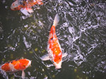 IMGP4594.jpg