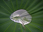 IMGP4712.jpg
