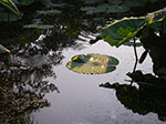 IMGP4727.jpg