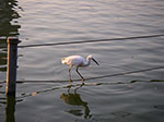 IMGP4733.jpg