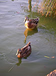 IMGP4735.jpg