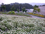 IMGP5352.jpg
