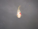 IMGP5649.jpg
