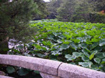 IMGP5650.jpg
