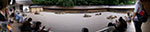 IMGP5661-pan.jpg