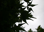 IMGP5691.jpg