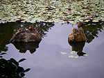 IMGP5693.jpg