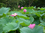 IMGP5802.jpg
