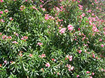 0035-IMGP6255.jpg