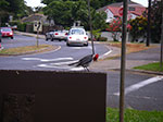 IMGP6701.jpg