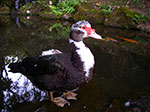 IMGP6979.jpg