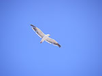 IMGP7301.jpg