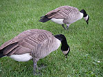 IMGP7742.jpg