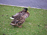 IMGP8024.jpg