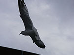 IMGP8079.jpg