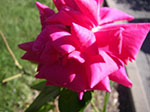 IMGP8448.jpg