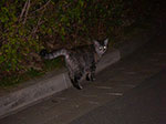 IMGP8455.jpg