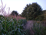 IMGP8490.jpg