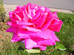 IMGP8600.jpg