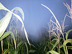 IMGP8676.jpg