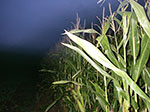 IMGP8690.jpg