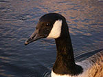IMGP9211.jpg
